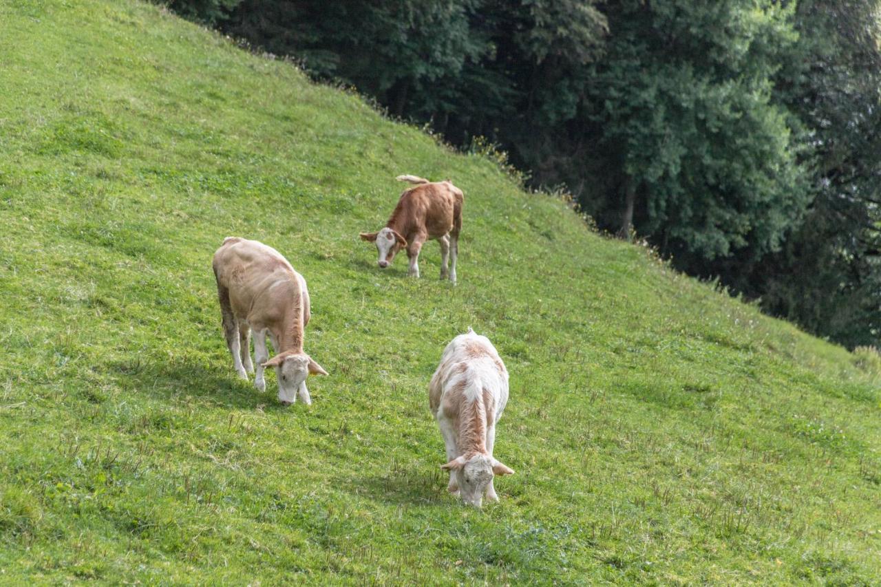Ferienwohnung Oberrisstraum Schliersee Dış mekan fotoğraf